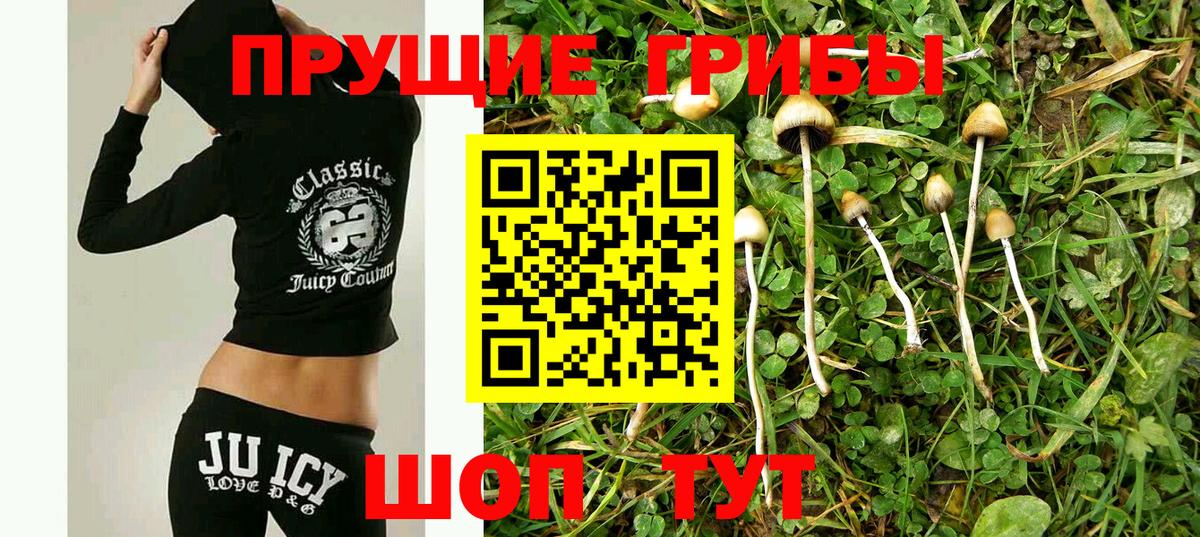 Галлюциногенные грибы Psilocybine cubensis Нефтекумск